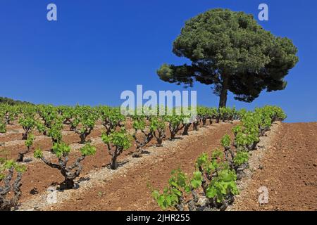 Frankreich, Vaucluse (84) Vacqueyras le vignoble de l'Appellation Côtes-du-Rhône, Massiv des Dentelles de Montmirail / Frankreich, Vaucluse Vacqueyras der Weinberg der Appellation Côtes-du-Rhône, Dentelles de Montmirail-Massiv Stockfoto