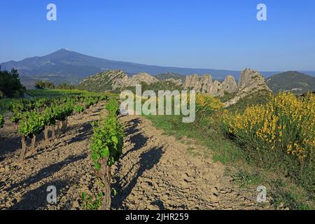 Frankreich, Vaucluse (84) Gigondas, Les Dentelles de Montmirail, falaises de Monts du Vaucluse au coeur du vignoble de l'Appellation Côtes-du-Rhône / Frankreich, Vaucluse Gigondas, Les Dentelles de Montmirail, Klippen von Monts du Vaucluse im Herzen der Weinberge der Appellation Côtes du Rhône Stockfoto