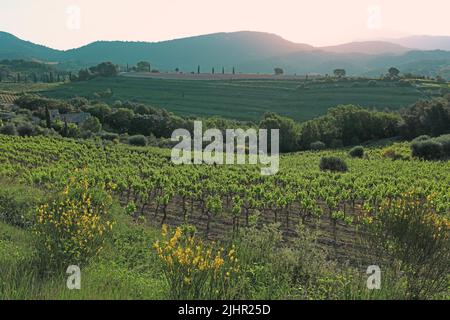 Frankreich, Vaucluse (84) Gigondas, Les Dentelles de Montmirail, falaises de Monts du Vaucluse au coeur du vignoble de l'Appellation Côtes-du-Rhône / Frankreich, Vaucluse Gigondas, Les Dentelles de Montmirail, Klippen von Monts du Vaucluse im Herzen der Weinberge der Appellation Côtes du Rhône Stockfoto