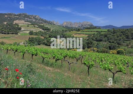 Frankreich, Vaucluse (84) Gigondas, Les Dentelles de Montmirail, falaises de Monts du Vaucluse au coeur du vignoble de l'Appellation Côtes-du-Rhône / Frankreich, Vaucluse Gigondas, Les Dentelles de Montmirail, Klippen von Monts du Vaucluse im Herzen der Weinberge der Appellation Côtes du Rhône Stockfoto