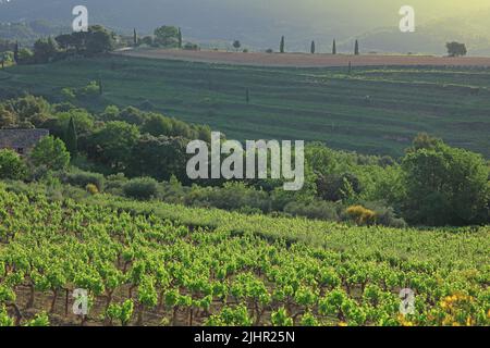 Frankreich, Vaucluse (84) Gigondas, Les Dentelles de Montmirail, falaises de Monts du Vaucluse au coeur du vignoble de l'Appellation Côtes-du-Rhône / Frankreich, Vaucluse Gigondas, Les Dentelles de Montmirail, Klippen von Monts du Vaucluse im Herzen der Weinberge der Appellation Côtes du Rhône Stockfoto