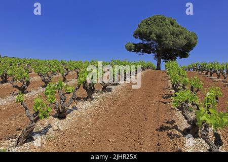 Frankreich, Vaucluse (84) Vacqueyras le vignoble de l'Appellation Côtes-du-Rhône, Massiv des Dentelles de Montmirail / Frankreich, Vaucluse Vacqueyras der Weinberg der Appellation Côtes-du-Rhône, Dentelles de Montmirail-Massiv Stockfoto