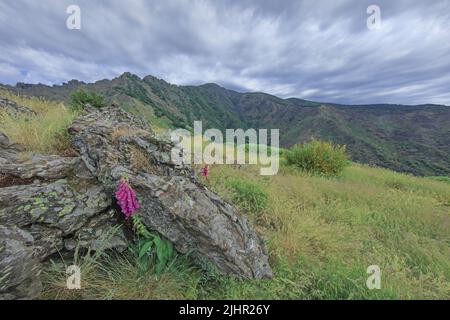 Frankreich, Gard (30) Mont Aigoual est un sommet situé dans le sud du Massif Central, sur la limite entre le Gard et la Lozère, paysage vue du sentier de randonnée des 4000 Märsche / Frankreich, Gard Mont Aigoual ist ein Gipfel im südlichen Zentralmassiv, An der Grenze zwischen Gard und Lozère, Landschaft vom 4000 Stufen Wanderweg aus gesehen Stockfoto