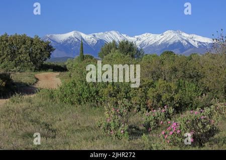 Frankreich, Pyrénées-Orientales (66) Canigou, Massif du Canigou enneigé, paysage du Roussillon depuis les collines environnantes / Frankreich, Pyrénées-Orientales Canigou, schneebedecktes Canigou-Massiv, Landschaft von Roussillon aus den umliegenden Hügeln Stockfoto