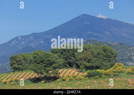 Frankreich, Vaucluse (84) Beaumes-de-Venise le vignoble de l'Appellation Côtes-du-Rhône, Massiv des Dentelles de Montmirail, au loin, le Mont-Ventoux / Frankreich, Vaucluse Beaumes-de-Venise die Weinberge der Appellation Côtes-du-Rhône, das Dentelles de Montmirail-Massiv, in der Ferne der Mont Ventoux Stockfoto