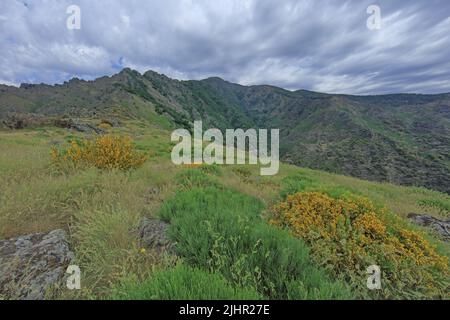 Frankreich, Gard (30) Mont Aigoual est un sommet situé dans le sud du Massif Central, sur la limite entre le Gard et la Lozère, paysage vue du sentier de randonnée des 4000 Märsche / Frankreich, Gard Mont Aigoual ist ein Gipfel im südlichen Zentralmassiv, An der Grenze zwischen Gard und Lozère, Landschaft vom 4000 Stufen Wanderweg aus gesehen Stockfoto