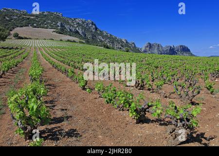 Frankreich, Vaucluse (84) Beaumes-de-Venise le vignoble de l'Appellation Côtes-du-Rhône, Massiv des Dentelles de Montmirail / Frankreich, Vaucluse Beaumes-de-Venise der Weinberg der Appellation Côtes-du-Rhône, Massiv des Dentelles de Montmirail Stockfoto