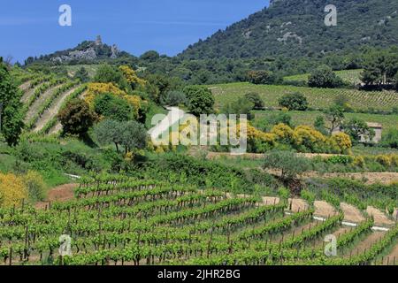 Frankreich, Vaucluse (84) Beaumes-de-Venise le vignoble de l'Appellation Côtes-du-Rhône, Massiv des Dentelles de Montmirail / Frankreich, Vaucluse Beaumes-de-Venise der Weinberg der Appellation Côtes-du-Rhône, Massiv des Dentelles de Montmirail Stockfoto