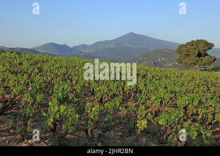 Frankreich, Vaucluse (84) Gigondas, Les Dentelles de Montmirail, falaises de Monts du Vaucluse au coeur du vignoble de l'Appellation Côtes-du-Rhône / Frankreich, Vaucluse Gigondas, Les Dentelles de Montmirail, Klippen von Monts du Vaucluse im Herzen der Weinberge der Appellation Côtes du Rhône Stockfoto