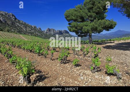 Frankreich, Vaucluse (84) Beaumes-de-Venise le vignoble de l'Appellation Côtes-du-Rhône, Massiv des Dentelles de Montmirail, au loin, le Mont-Ventoux / Frankreich, Vaucluse Beaumes-de-Venise die Weinberge der Appellation Côtes-du-Rhône, das Dentelles de Montmirail-Massiv, in der Ferne der Mont Ventoux Stockfoto