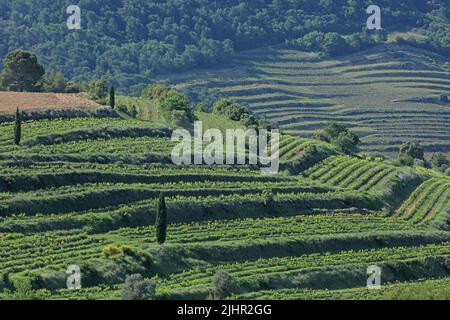 Frankreich, Vaucluse (84) Beaumes-de-Venise le vignoble de l'Appellation Côtes-du-Rhône, Massiv des Dentelles de Montmirail / Frankreich, Vaucluse Beaumes-de-Venise der Weinberg der Appellation Côtes-du-Rhône, Massiv des Dentelles de Montmirail Stockfoto