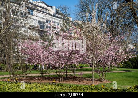 Frankreich, Region Ile de France, Paris 6. Arrondissement, Jardin du Luxembourg, erste Blumen in den Frühlingsbäumen, Stockfoto