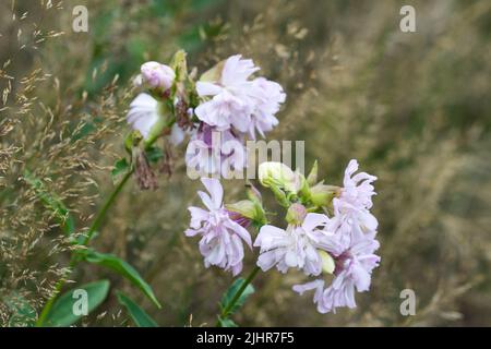Securigera varia, violette Krone vetch rosa Blüten in Wiese Nahaufnahme selektiven Fokus Stockfoto