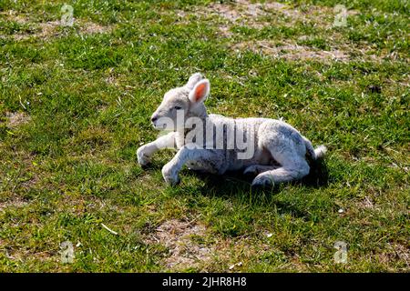 Lamm am Deich Stockfoto