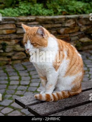Ingwer-Katze denkt auf einer Bank, streunende Katze meditiert Stockfoto