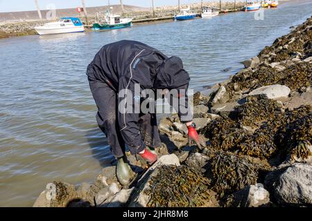 Sammeln von Austern an der Nordseeküste in Nordfriesland Stockfoto