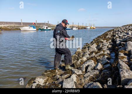 Sammeln von Austern an der Nordseeküste in Nordfriesland Stockfoto