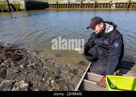 Sammeln von Austern an der Nordseeküste in Nordfriesland Stockfoto