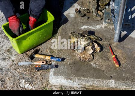 Sammeln von Austern an der Nordseeküste in Nordfriesland Stockfoto