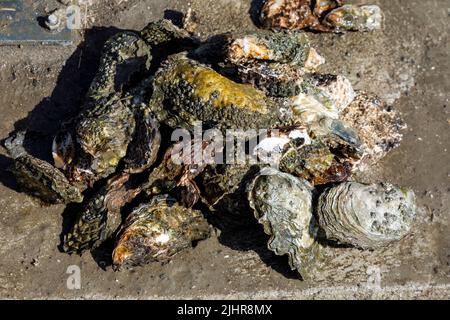 Sammeln von Austern an der Nordseeküste in Nordfriesland Stockfoto