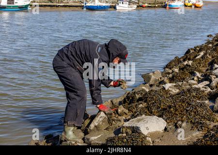 Sammeln von Austern an der Nordseeküste in Nordfriesland Stockfoto