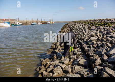 Sammeln von Austern an der Nordseeküste in Nordfriesland Stockfoto