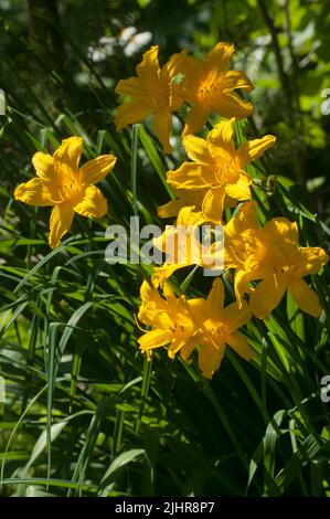 Blühende gelbe Taglilien im Garten, Nahaufnahme Stockfoto