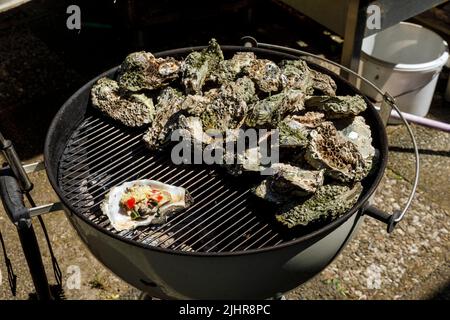 Wildaustern, gesammelt an der Schleswig-holsteinischen Nordseeküste, gebacken auf dem Holzkohlegrill mit Pesto, Tomaten und Käse Stockfoto