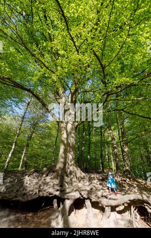 Kleines Mädchen an den Wurzeln einer mehr als 200 Jahre alten Kupferbuche, die Wind und Wetter ausgesetzt ist, Gieselautal in Dithmarschen nahe dem Steinzeitpark Stockfoto