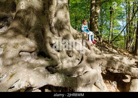 Kleines Mädchen an den Wurzeln einer mehr als 200 Jahre alten Kupferbuche, die Wind und Wetter ausgesetzt ist, Gieselautal in Dithmarschen nahe dem Steinzeitpark Stockfoto