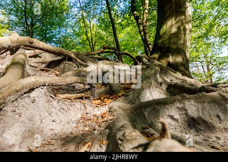 Wurzelsystem einer mehr als 200 Jahre alten Kupferbuche, eine Attraktion im Giselautal in Dithmarschen Stockfoto