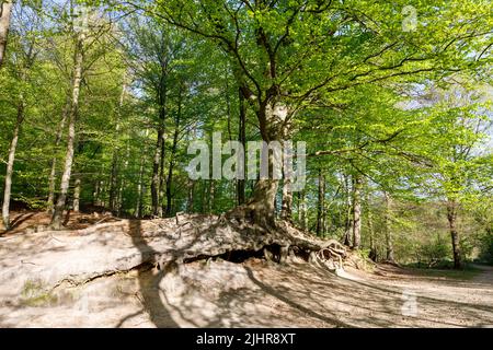 Wurzelsystem einer mehr als 200 Jahre alten Kupferbuche, eine Attraktion im Giselautal in Dithmarschen Stockfoto