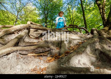 Kleines Mädchen an den Wurzeln einer mehr als 200 Jahre alten Kupferbuche, die Wind und Wetter ausgesetzt ist, Gieselautal in Dithmarschen nahe dem Steinzeitpark Stockfoto