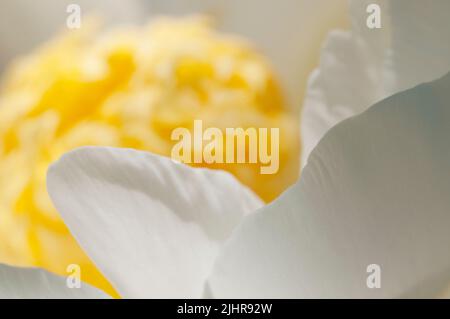 Blühende weiße Pfingstrose im Garten, Nahaufnahme Stockfoto