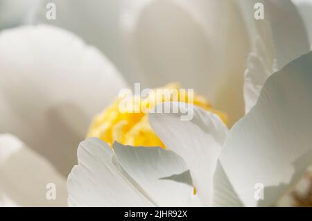 Blühende weiße Pfingstrose im Garten, Nahaufnahme Stockfoto