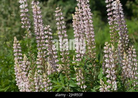Rosa Lupinenblüten, Nahaufnahme, lokaler Fokus Stockfoto