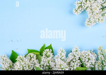 Weiße Fliederblumen auf blauem Hintergrund, Platz kopieren Stockfoto