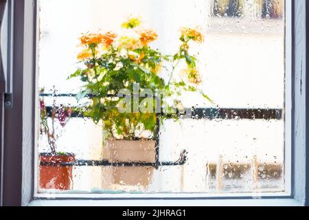 Rosenbusch in einem Blumentopf auf Balkon während des Regens Stockfoto