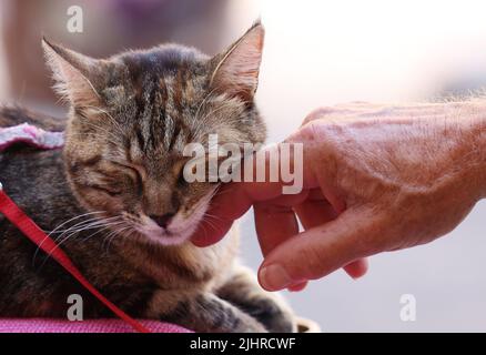 Avignon, Frankreich. 19.. Juli 2022. Während des Festivals d'Avignon 76. in Avignon, Frankreich, am 19. Juli 2022, wird auf der Straße eine Straßenkatze gesehen. Das Festival, das 1947 vom französischen Dramaturgen Jean Vilar ins Leben gerufen wurde, ist eines der bedeutendsten zeitgenössischen Veranstaltungen der darstellenden Kunst der Welt. Kredit: Gao Jing/Xinhua/Alamy Live Nachrichten Stockfoto