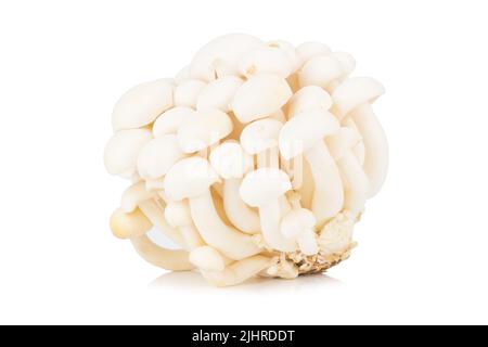 Weiße Buchenpilze, Shimeji-Pilz, essbare Pilze isoliert auf weißem Hintergrund. Stockfoto