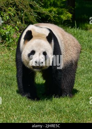 Riesiger Panda (Ailuropoda melanoleuca), der auf Gras steht und von vorne gesehen wird Stockfoto