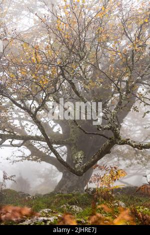 Otzarreta Wald in Gorbea Natural Park. Bizkaia, Baskenland Stockfoto