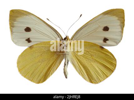 Weiblicher großer weißer Schmetterling, auch Kohl-Schmetterling oder Kohl-Weiß (Pieris brassicae) genannt, offene Flügel und von unten isoliert auf weißem Rücken gesehen Stockfoto