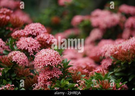 Westindischer Jasmin (auch ixora genannt, Dschungelflamme, Dschungelgeranium, cruz de Malta) mit natürlichem Hintergrund Stockfoto