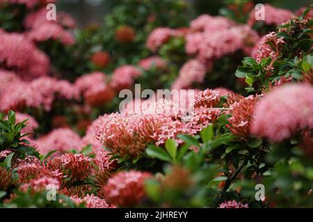 Westindischer Jasmin (auch ixora genannt, Dschungelflamme, Dschungelgeranium, cruz de Malta) mit natürlichem Hintergrund Stockfoto