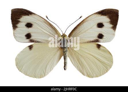 Weiblicher großer weißer Schmetterling, auch Kohl-Schmetterling oder Kohl-Weiß (Pieris brassicae) genannt, offene Flügel isoliert auf weißem Hintergrund Stockfoto