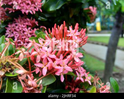 Westindischer Jasmin (auch ixora genannt, Dschungelflamme, Dschungelgeranium, cruz de Malta) mit natürlichem Hintergrund Stockfoto