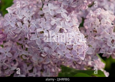 Die Blütenstände des Flieders auf den Ast und die grünen Blätter. Schöne blühende lila Blüten des Fliederbaums (Syringa vulgaris). Blühen Sie im Frühling, aus nächster Nähe. Stockfoto