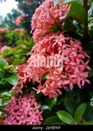 Westindischer Jasmin (auch ixora genannt, Dschungelflamme, Dschungelgeranium, cruz de Malta) mit natürlichem Hintergrund Stockfoto