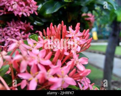 Westindischer Jasmin (auch ixora genannt, Dschungelflamme, Dschungelgeranium, cruz de Malta) mit natürlichem Hintergrund Stockfoto